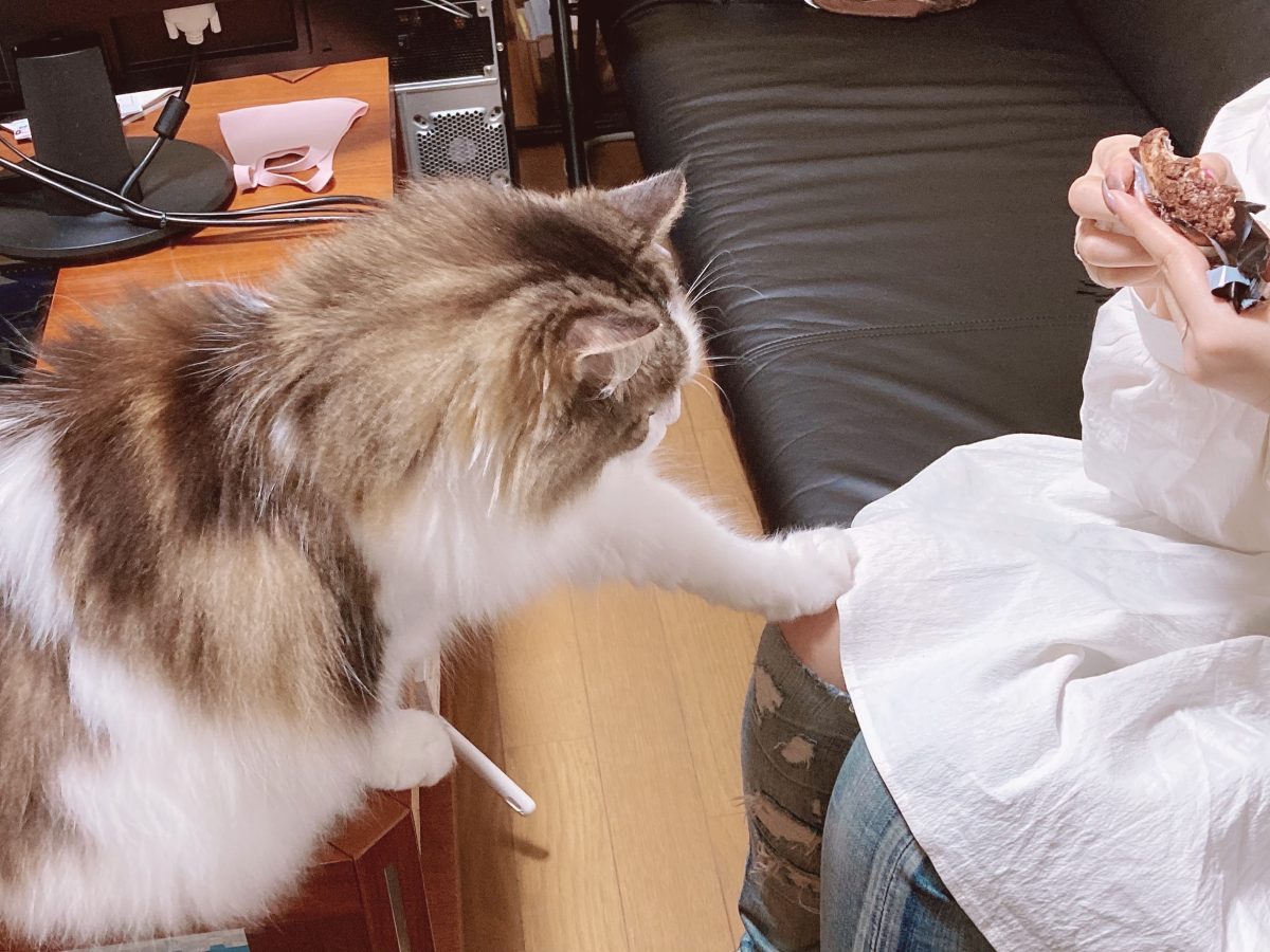 がんばりたまえ！！！ニャー