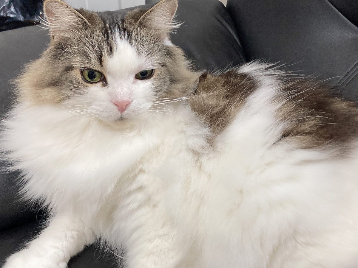 店長　お留守番