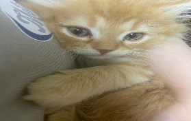 吾輩は猫である、名前はまだ・・・