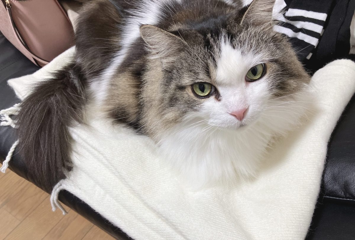 【広島　高収入バイト】アタイからもご挨拶ナリよ～