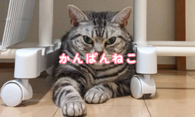 看板にゃんこのいるお店│アスタリスク錦糸町店