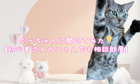 ぷーちゃんに聞いてみた💡 【初心者さんのニャんでも相談部屋】